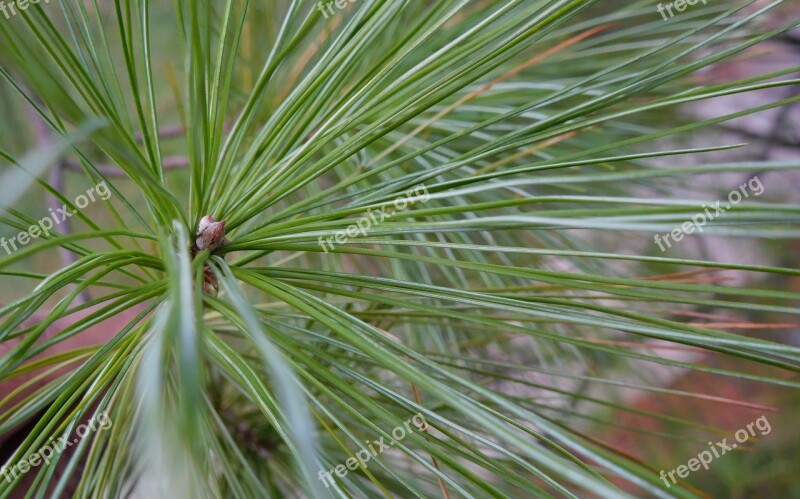 Pine Tree Needle Leaves Pine Tree Leaf