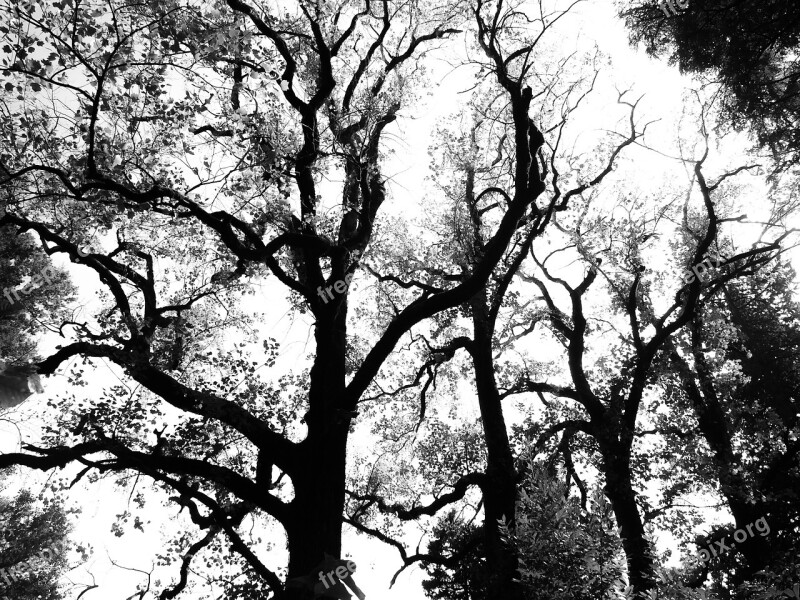 Trees Abstract Shadow Silhouettes Tree