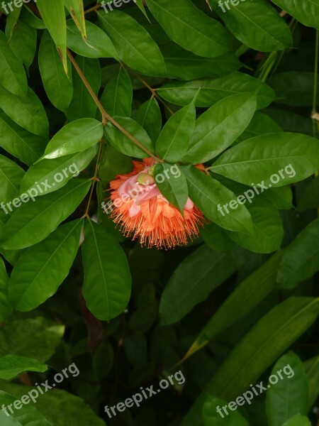 Tree Flowering Exotic Nature Bloom Tropical