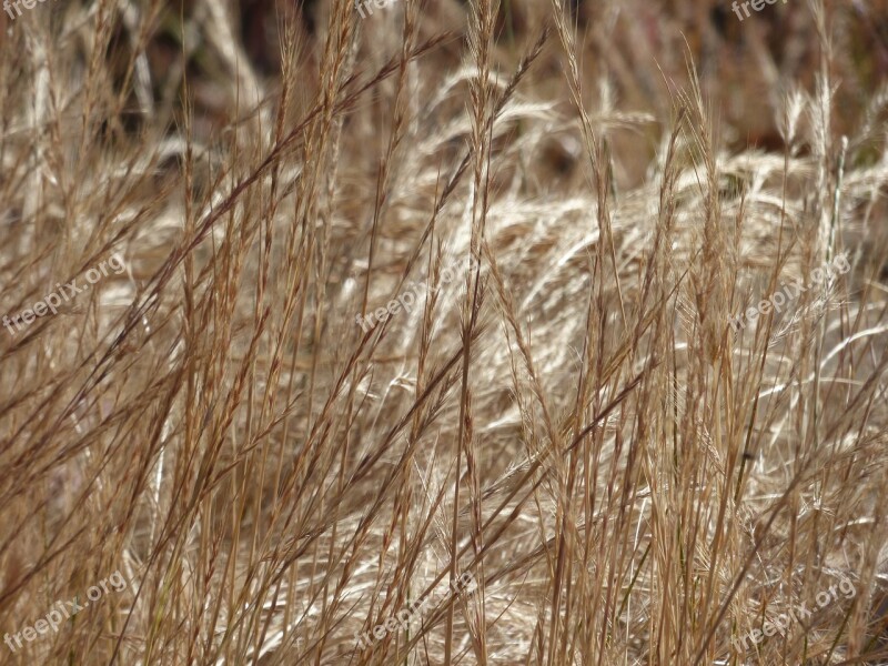 Weeds Texture Plant Nature Natural