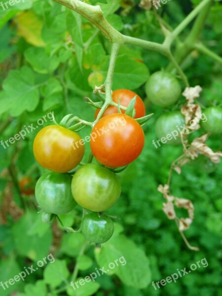 Tomato Ripening Green Red Orange