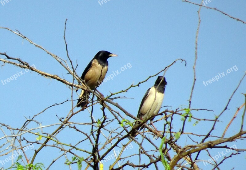 Bird Rosy Pastor Rosy Starling Pastor Roseus Passerine