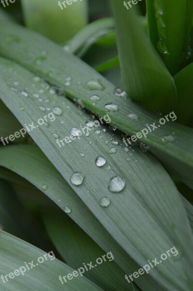 Green Just Add Water Foliage Green Leaf Dew-drop