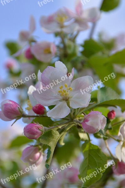 Flower Spring Spring Flowers Flowers Pink