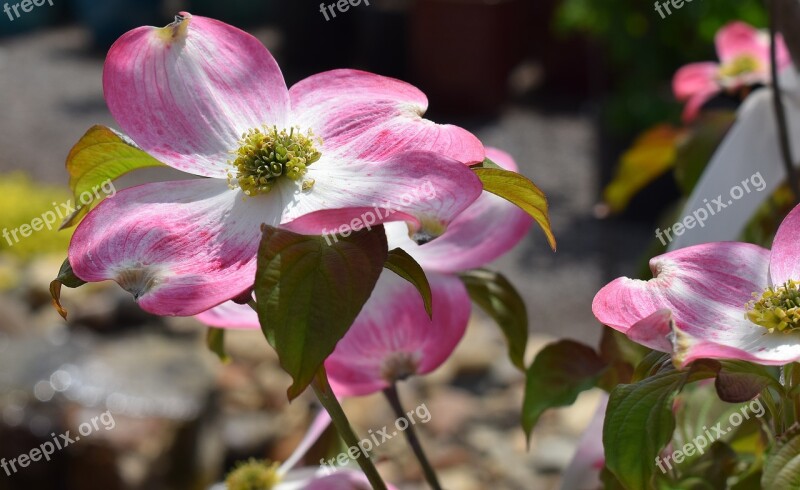 Dogwood Flower Flower Blossom Bloom Nature