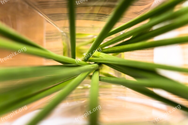 Vase Flowers Stalk Floral Nature