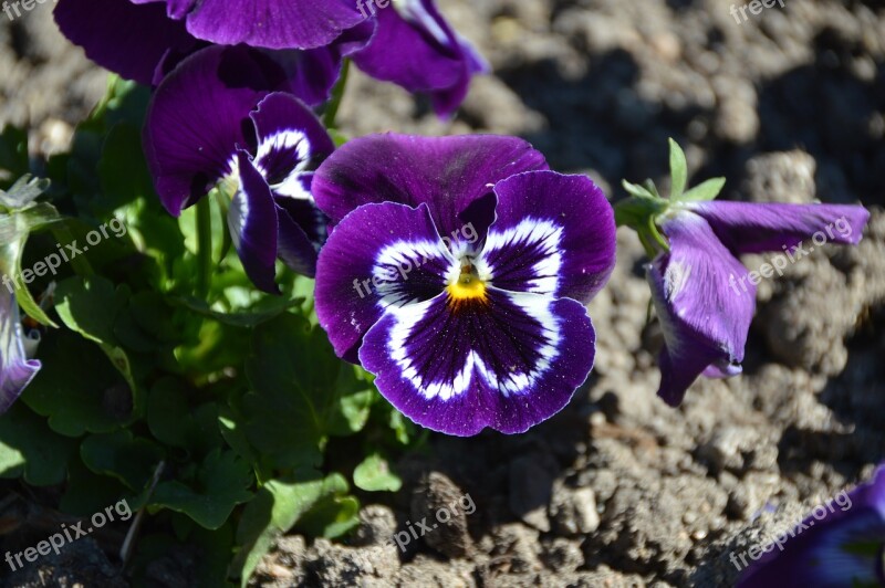 Nature Flower Garden Petals Spring