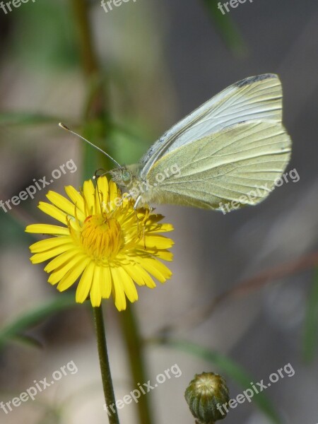 Blanqueta Cabbage Butterfly Libar Dandelion Pieris Rapae