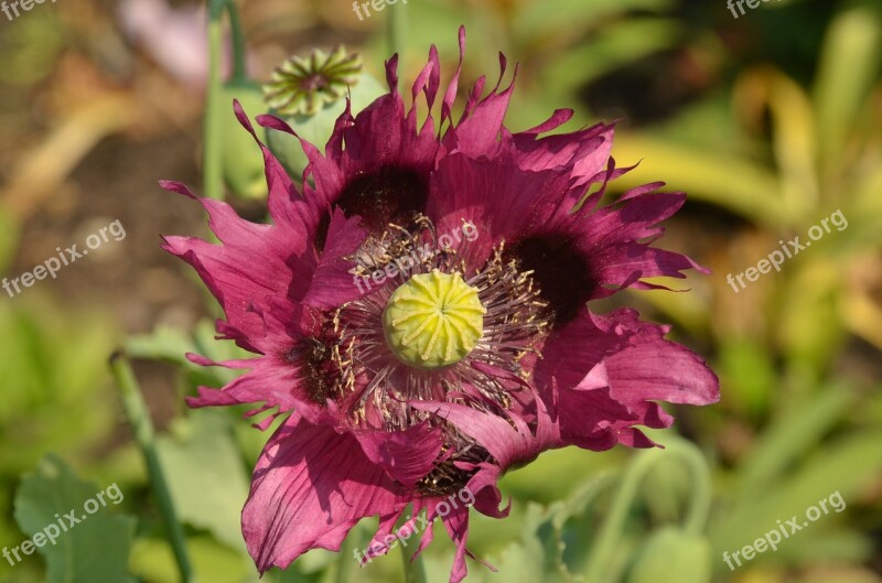 Poppy Flower Flora Pestle Stamen