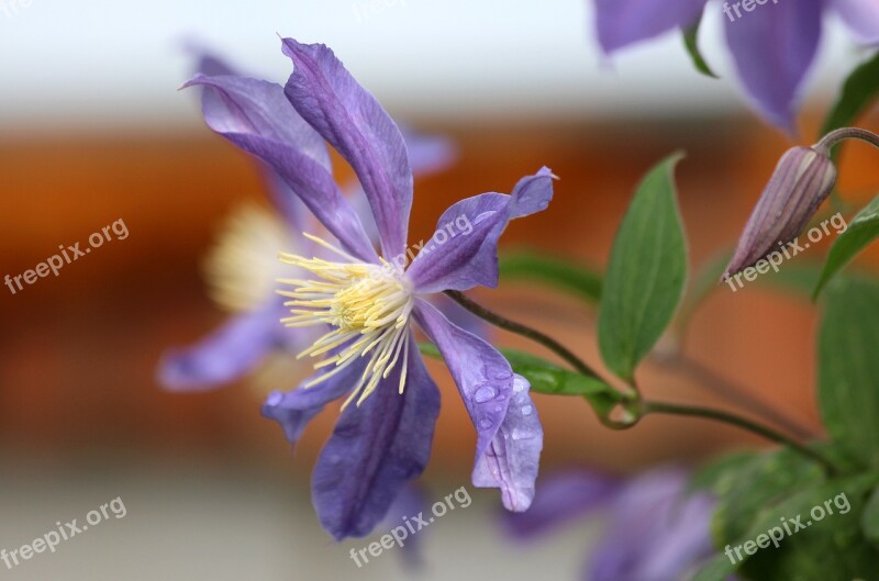 Clematis Purple Clematis Purple Flower Garden Flower Flower