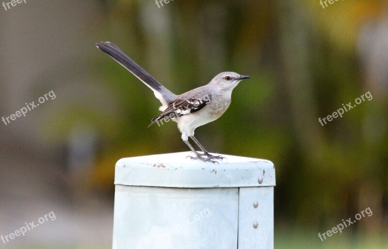 Polyphonic Mockingbird The North American Mockingbird Mimus Polyglottos Bird Feathered Race