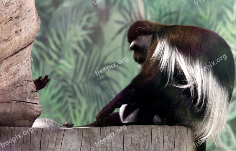 Eastern Colobus Gveretsa Colobus Guereza Zoo Wild Animals