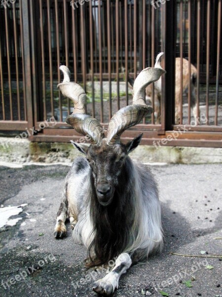 Markhor Capra Falconeri Goat Ovis Animal