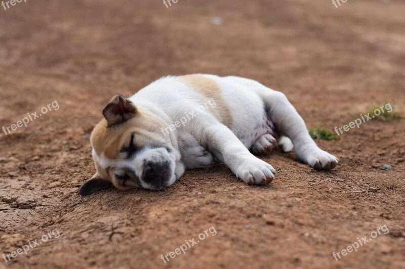 Animals Dog Sleep Comfortable Soil