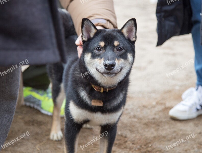 Shiba Inu Shiva Cuteness Sturdiness Puppy