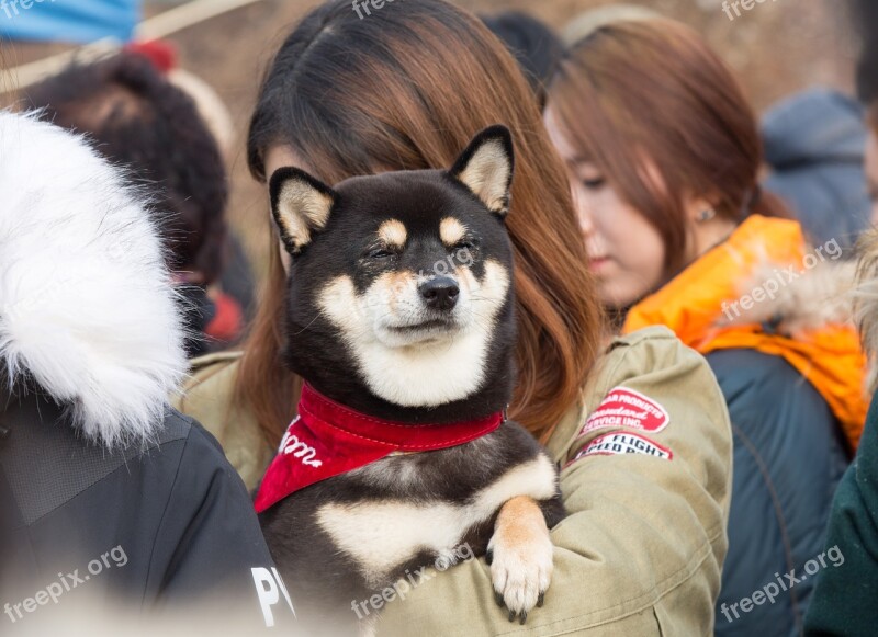 Shiba Inu Puppy Shiva Sleepy Old