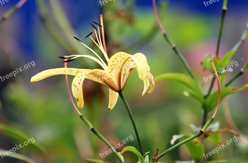 Yellow Lily Yellow Wild Lily A Yellow Flower Summer Garden Flowers