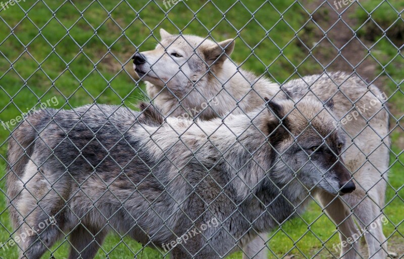 Wolf Wolves Gray Wolf Wild Canine