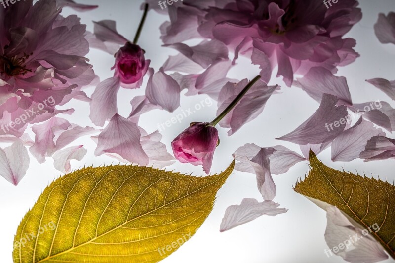 Petals Falling Japanese Cherry Falling Leaves Blossom