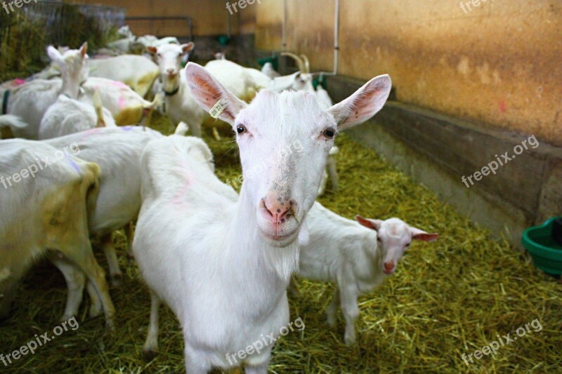 Goat Farm White Goat Free Photos