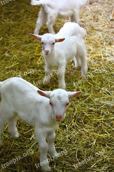 Kids Goats Farm Kůzlátko Mammal