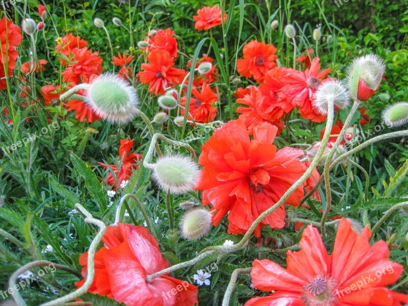 Poppy Flower Summer Fire-mohn Red