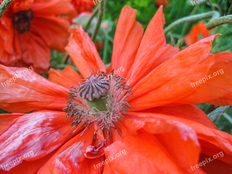 Poppy Flower Summer Fire-mohn Red