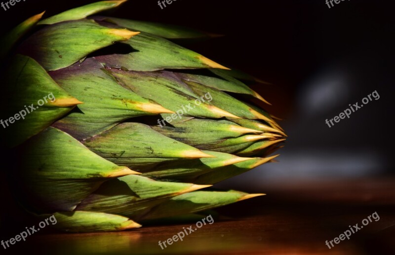 Artichoke Spur Pointed Plant Prickly