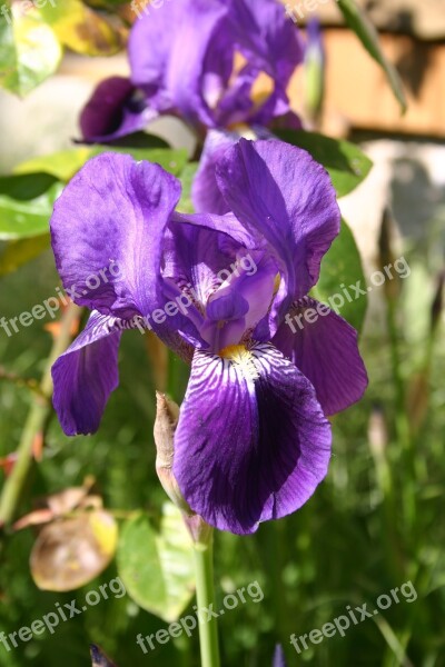 Iris Flower Garden Plant Macro