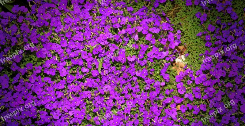 Flowers Purple Garden Flower Purple Nature