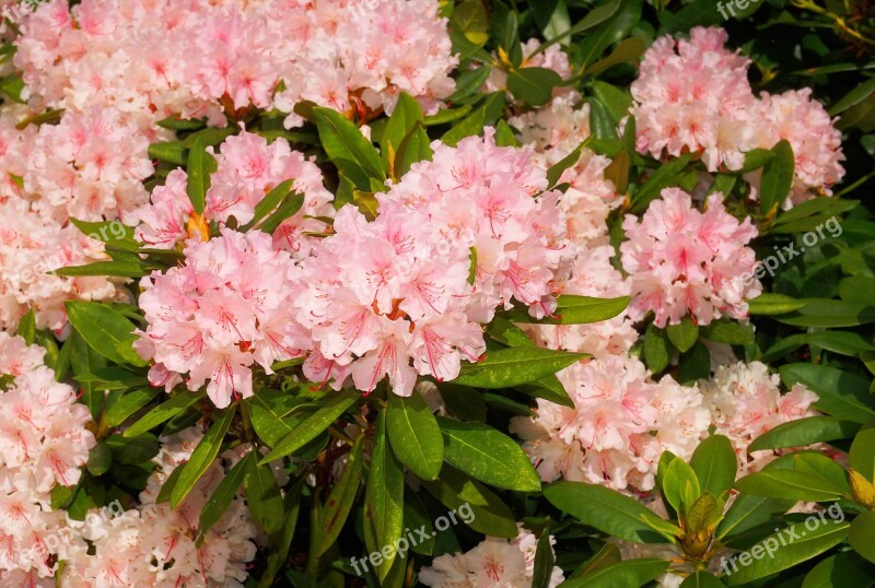 Flowers Spring Easter Rhododendrons Garden