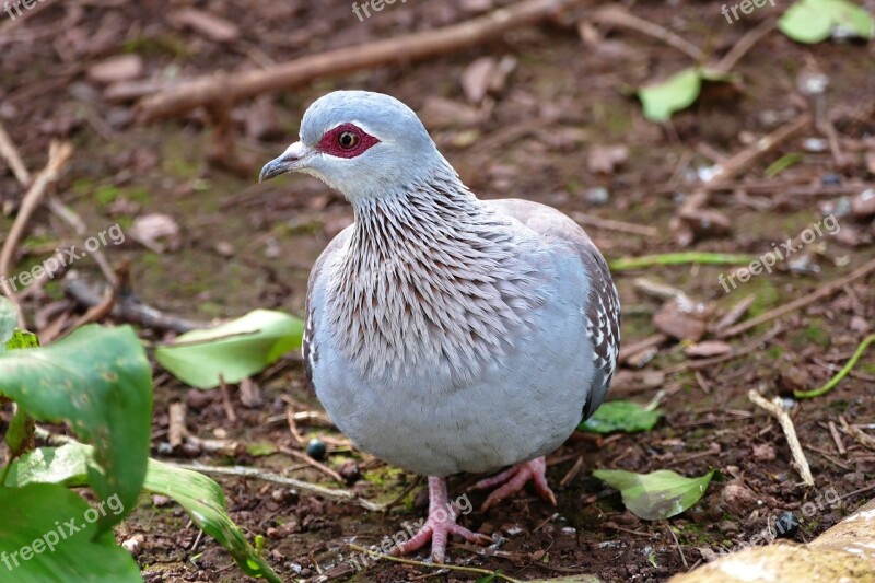 Speckled Pigeon Rock Pigeon Rock Pigeon Bird