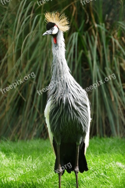 Grey Crowned Crane Bird Crane Grey Crowned