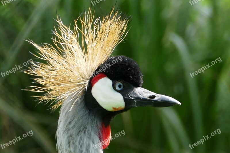 Grey Crowned Crane Bird Crane Grey Crowned