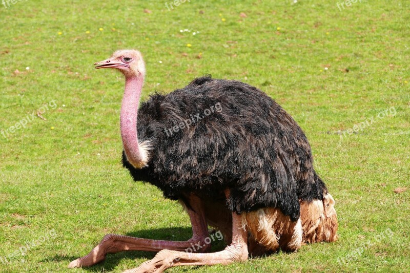 Bird Ostrich Nature Wildlife Animal