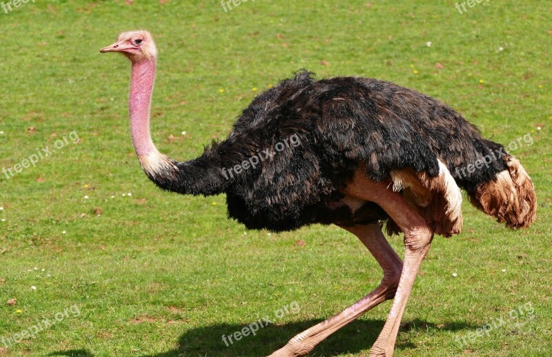 Bird Ostrich Nature Wildlife Animal