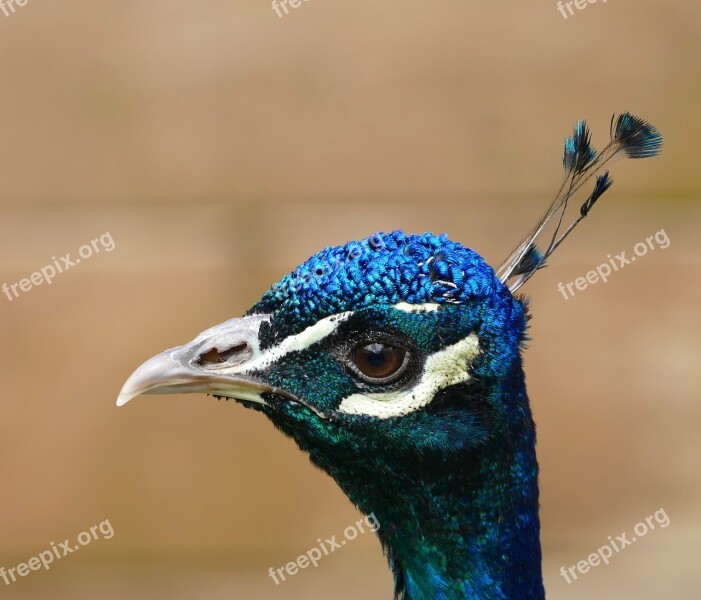 Peacock Bird Feather Pattern Nature