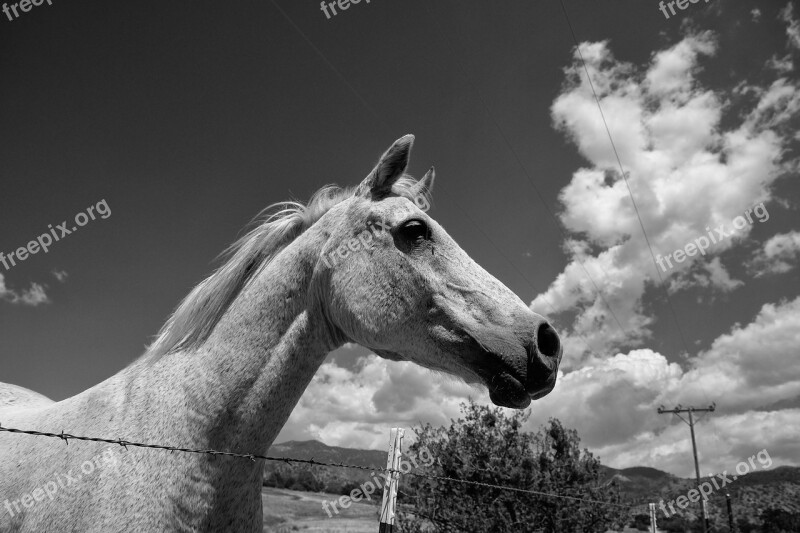 Horse Clouds Pony Black And White Photography Sky