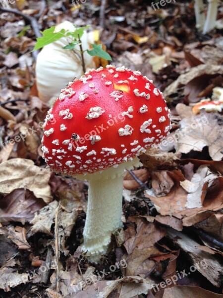 Fly Agaric Autumn Nature Mushroom Red Fly Agaric Mushroom