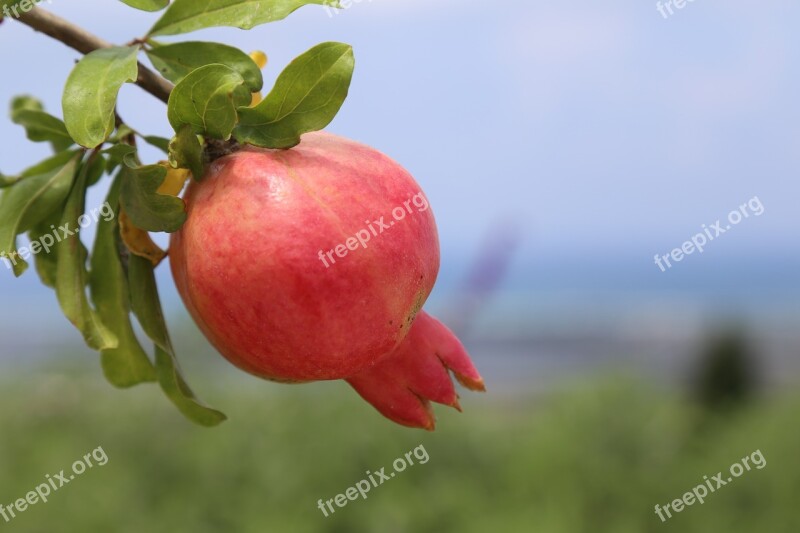 Pomegranate Roshhashana Fruit Tree Free Photos