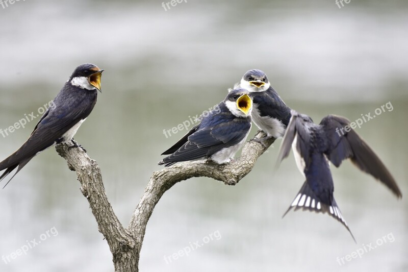 Bird Feeding Nature Wildlife Animal