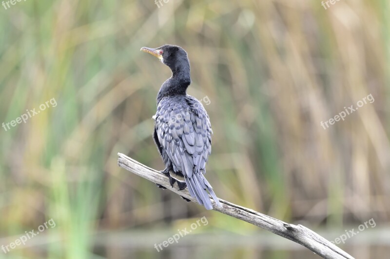 Bird Nature Animal Wildlife Sanctuary