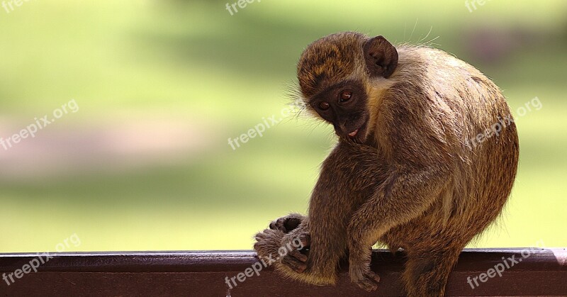 Monkey Animals Mammals Wild Animal Monkey Portrait