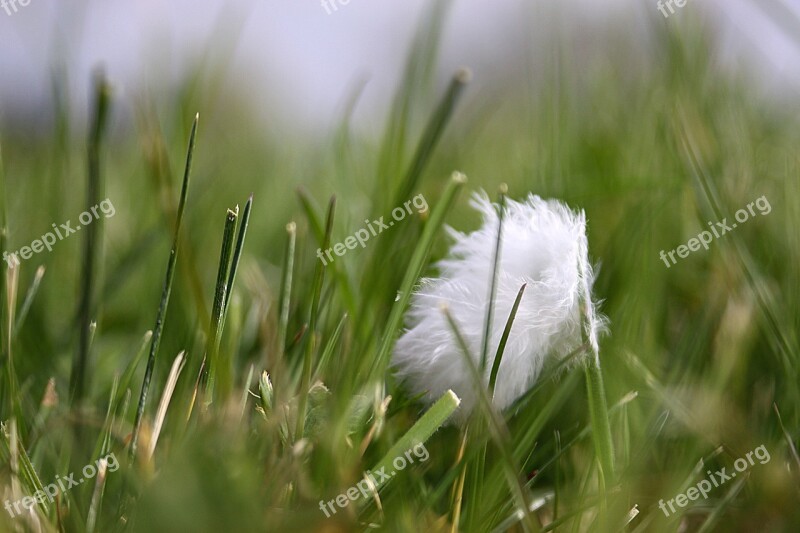 Spring Grass A Feather Green Grass Spring Day