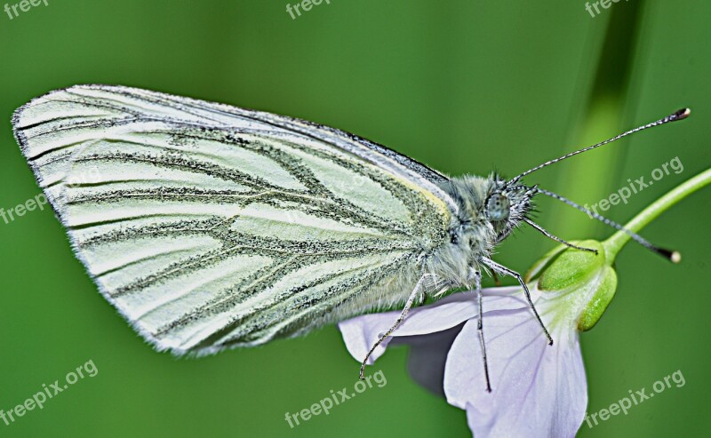 Nature Butterfly Garden Wings Insect