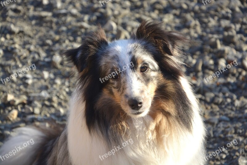 Dog Shetland Sheepdog Female Head Animal