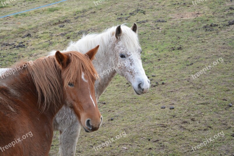 Horses Mare Horse Young Filly