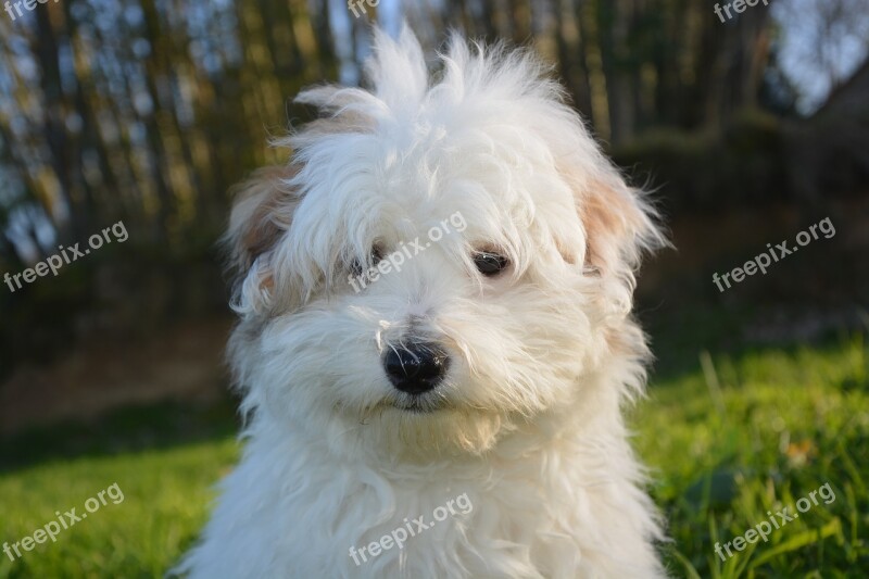 Puppy Dog White Animals Domestic Animal