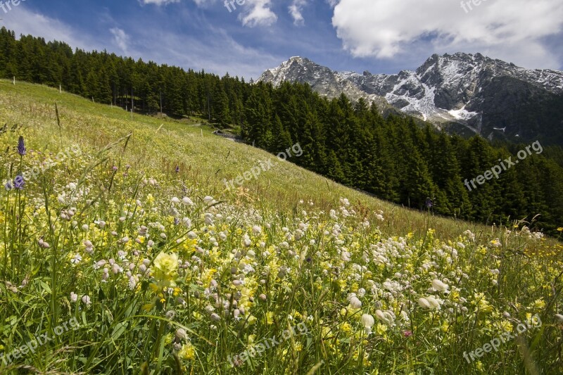 Meran Landscape Flower Meadow Hike Mountains