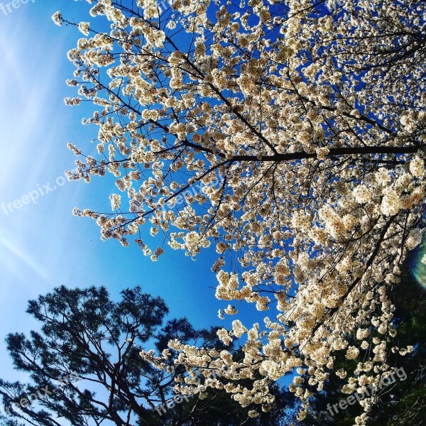 Cherry Blossom Sky Pine Nature Spring